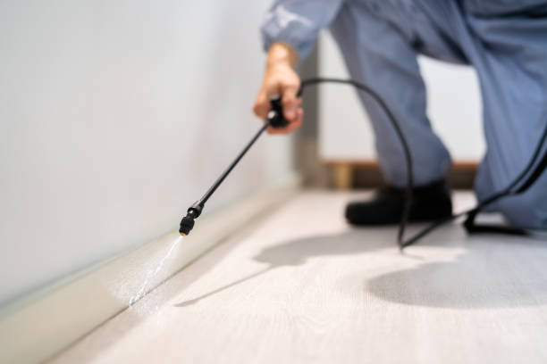 Rodent Entry Point Assessment in Temple Hills