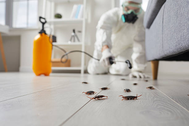 Commercial Rodent Management in Temple Hills